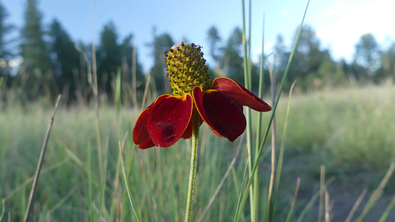 Upright Prairie Coneflower