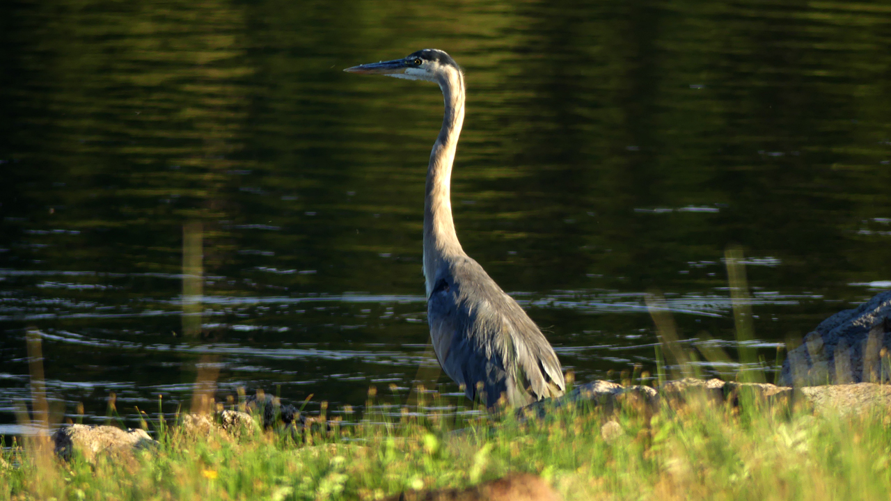 Great Blue Heron