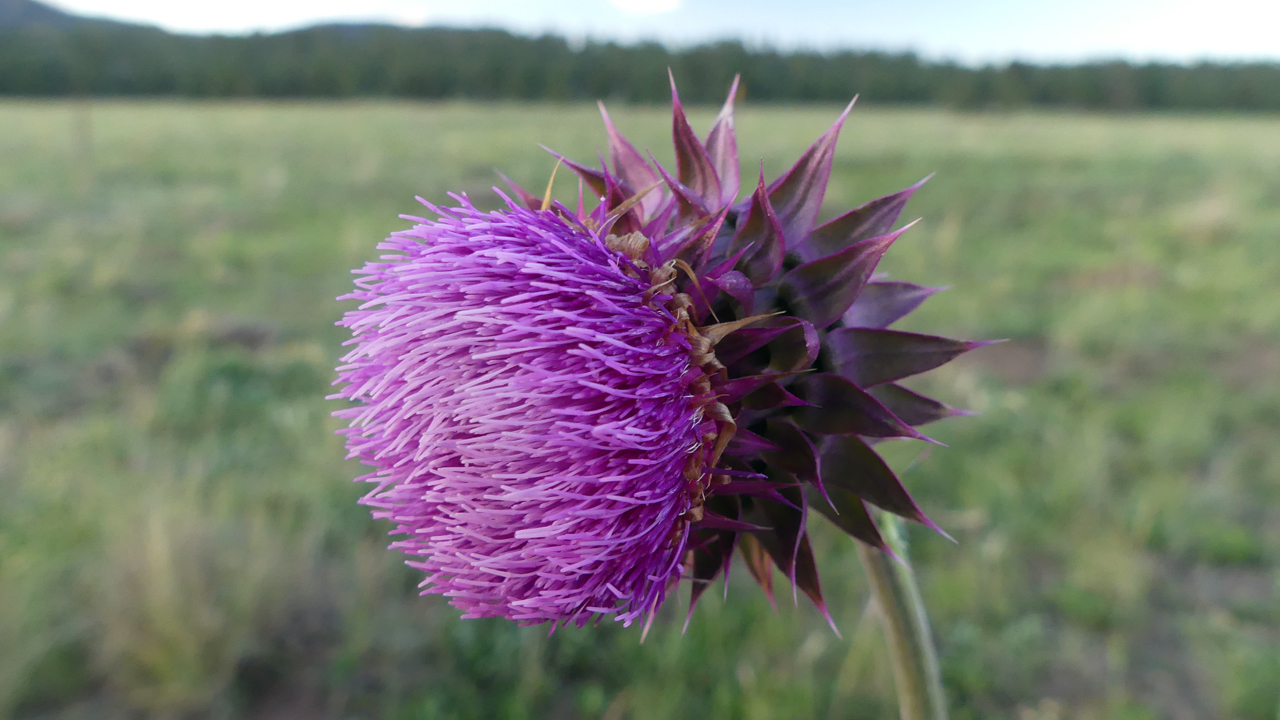 Alpine Thistle