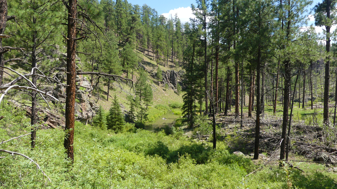 Lune Lake Trail