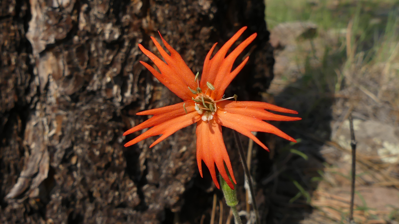 Cardinal Catchfly