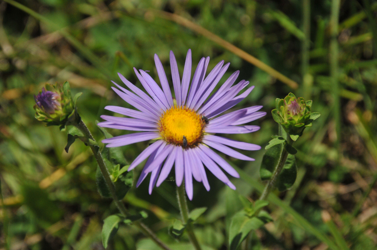 Alkali Marsh Aster