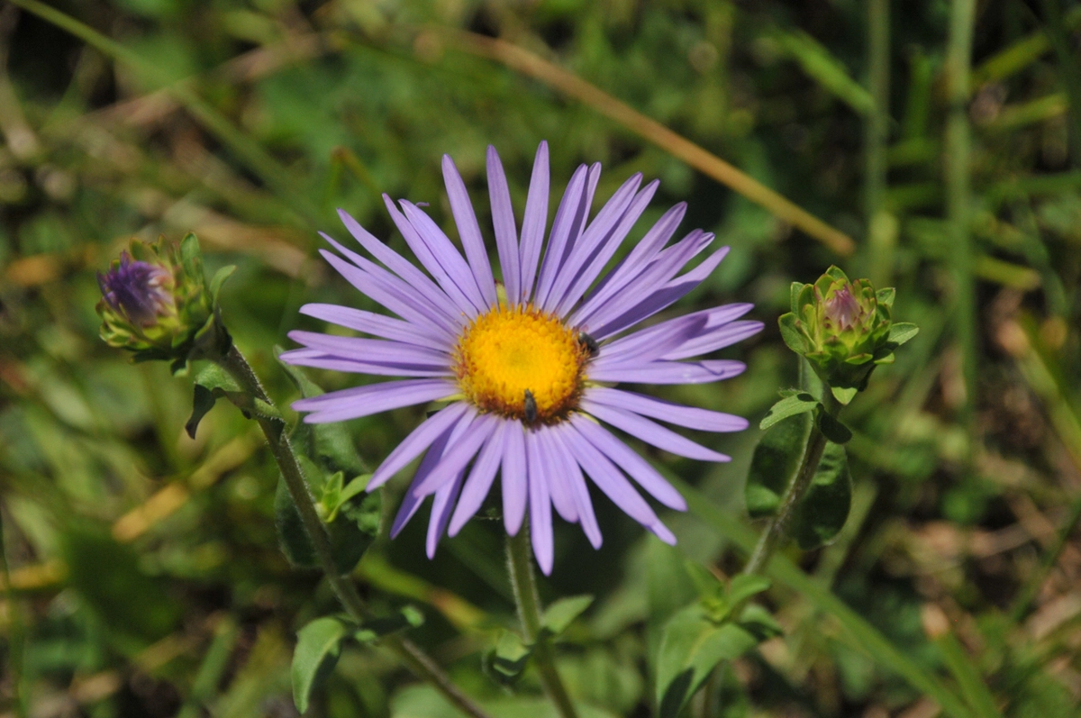 Alkali Marsh Aster