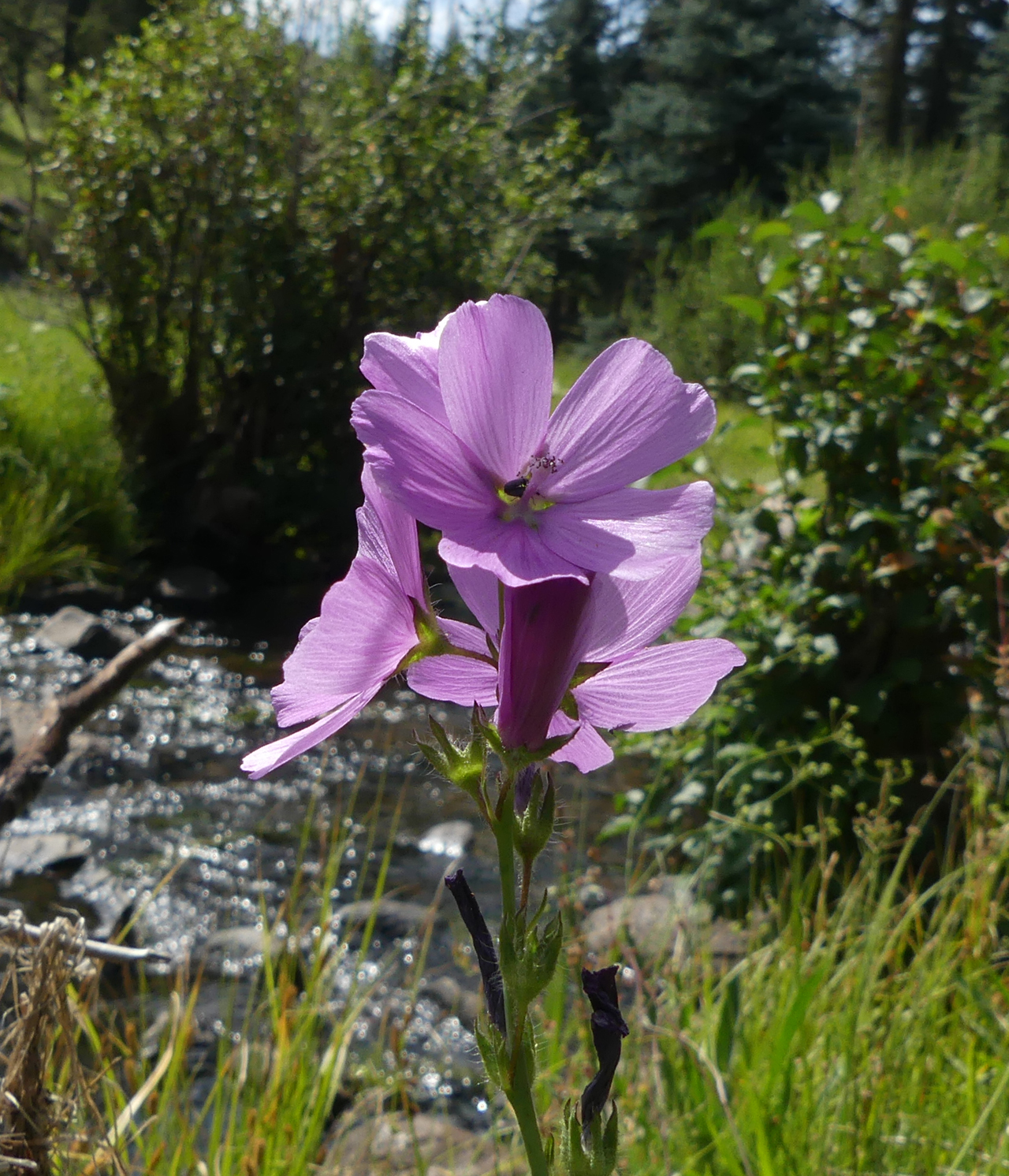 New Mexican Checkermallow