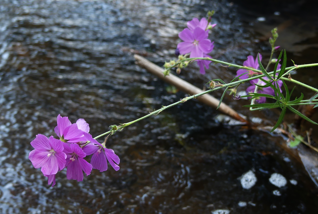 Oregon Checkermallow