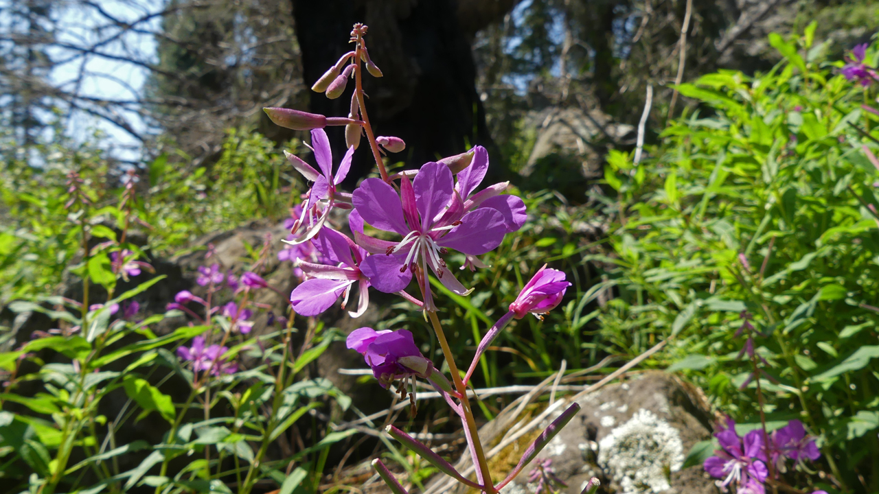 Fireweed