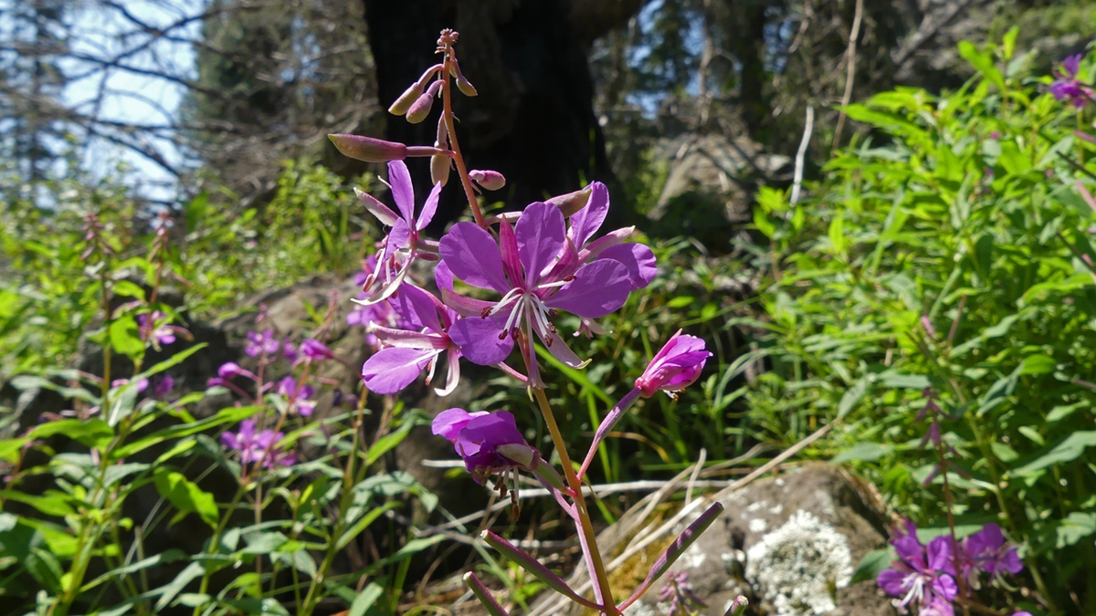 Fireweed