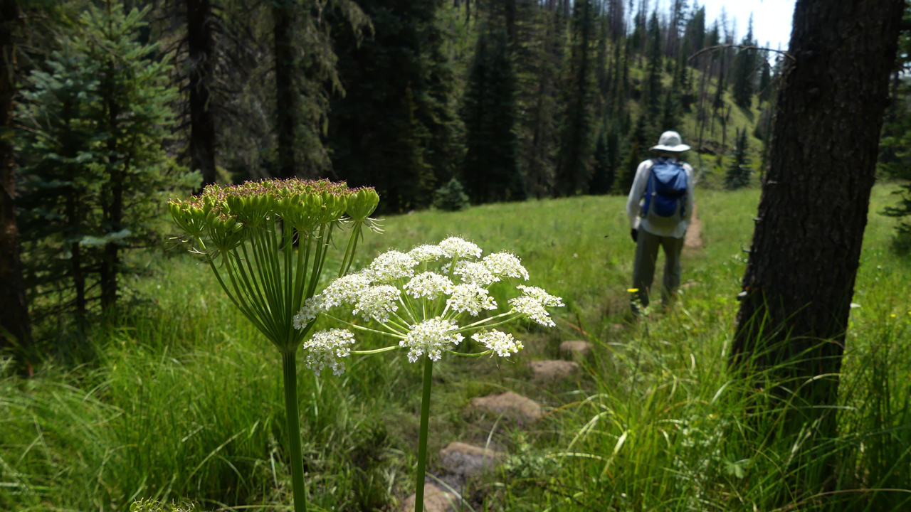 Gray's Lovage