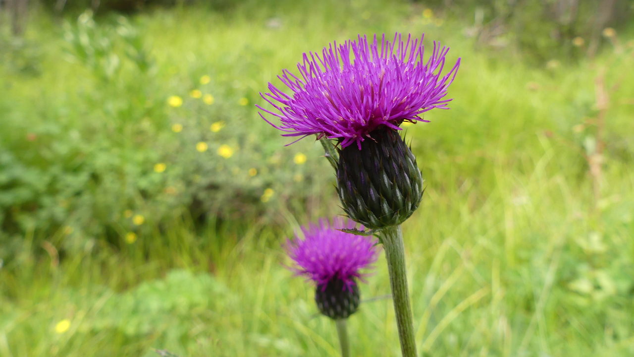 Melancholy Thistle