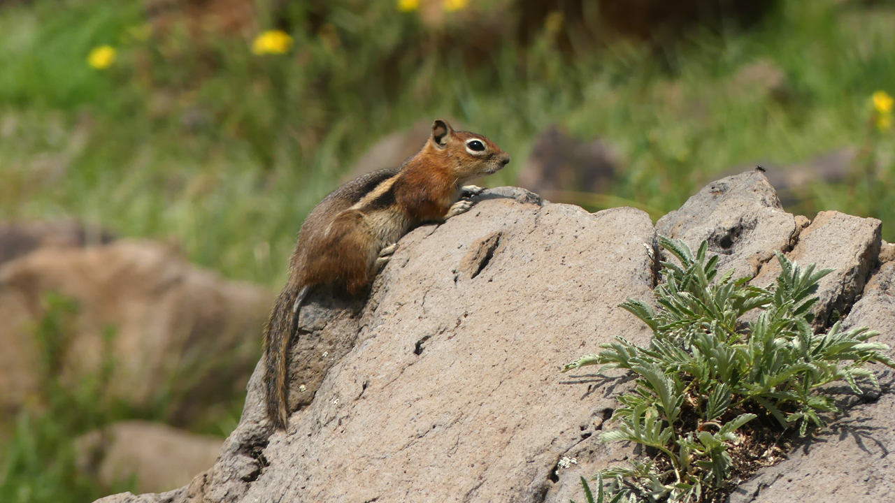 Golden-Mantled Ground Squirrel