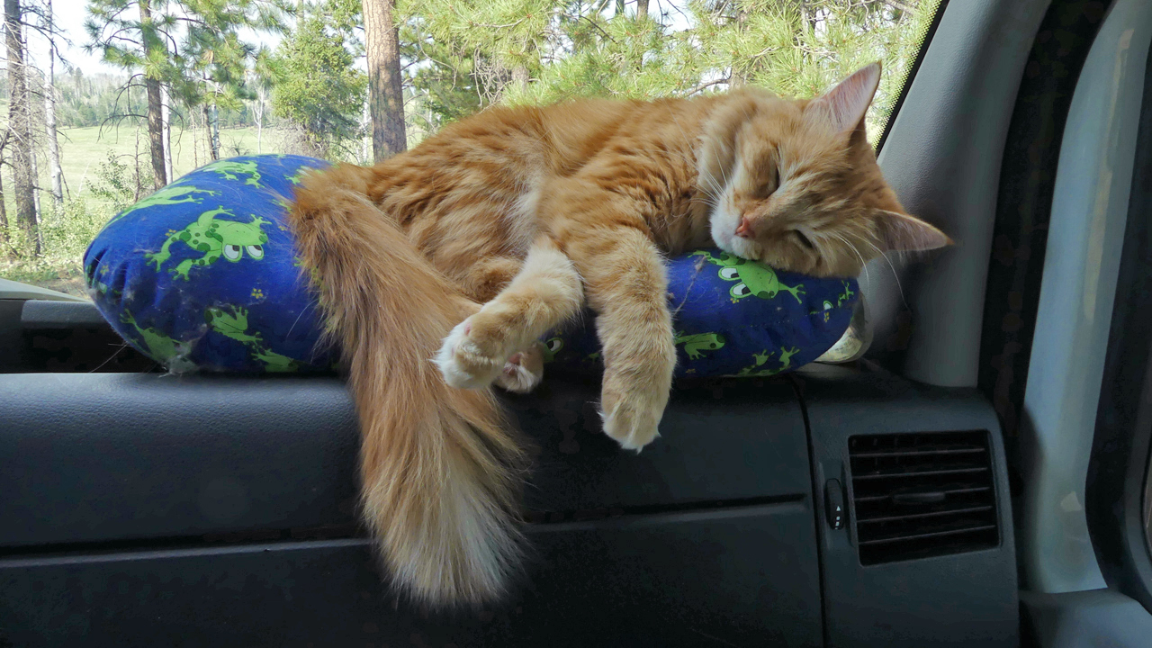 cat on a pillow