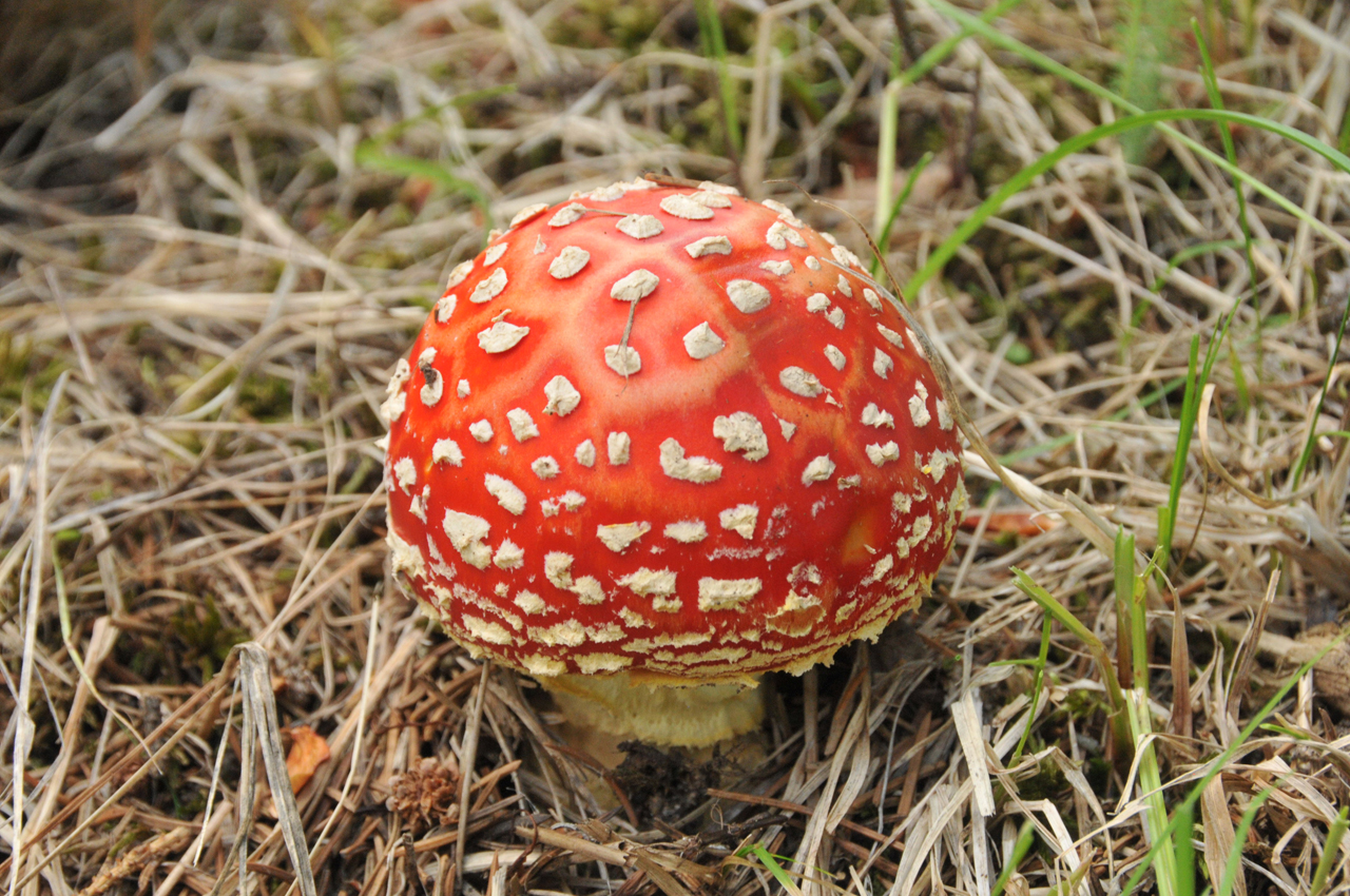 Amananita Muscaria