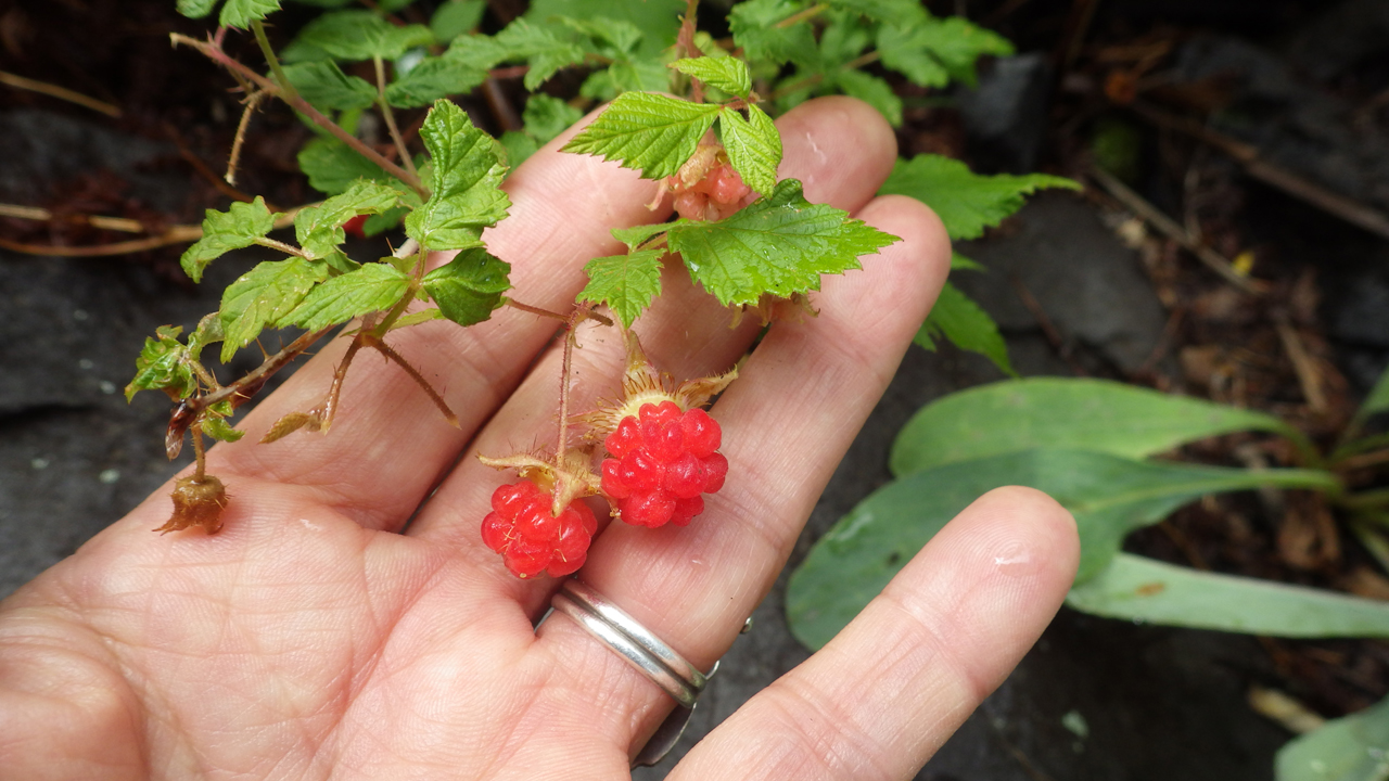 Wild raspberries