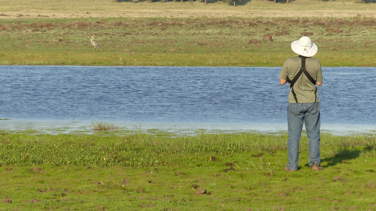 waterfowl