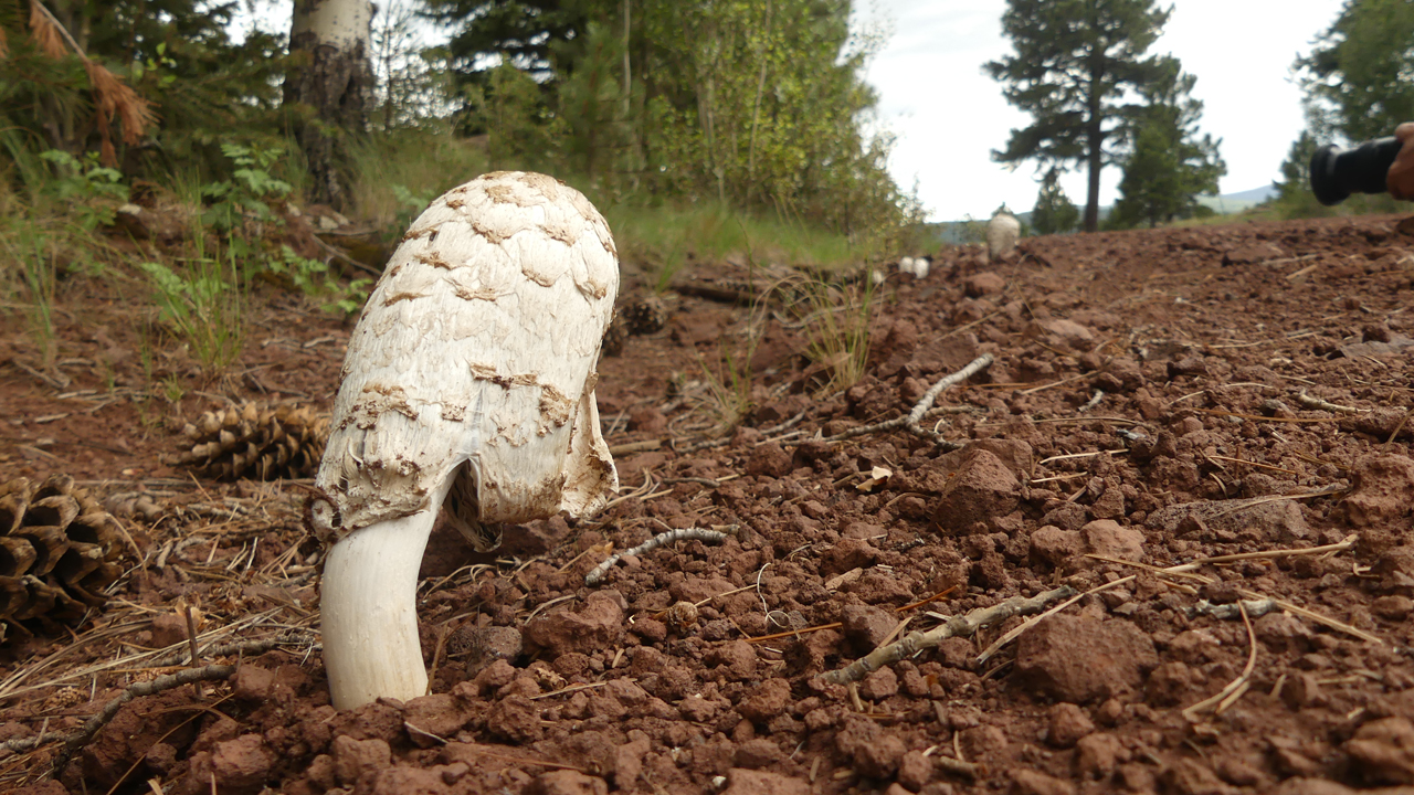 shaggy mane mushrooms