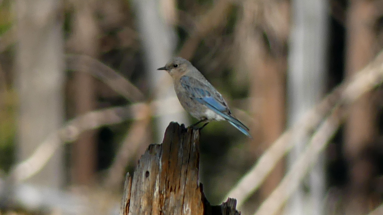 Western Bluebird