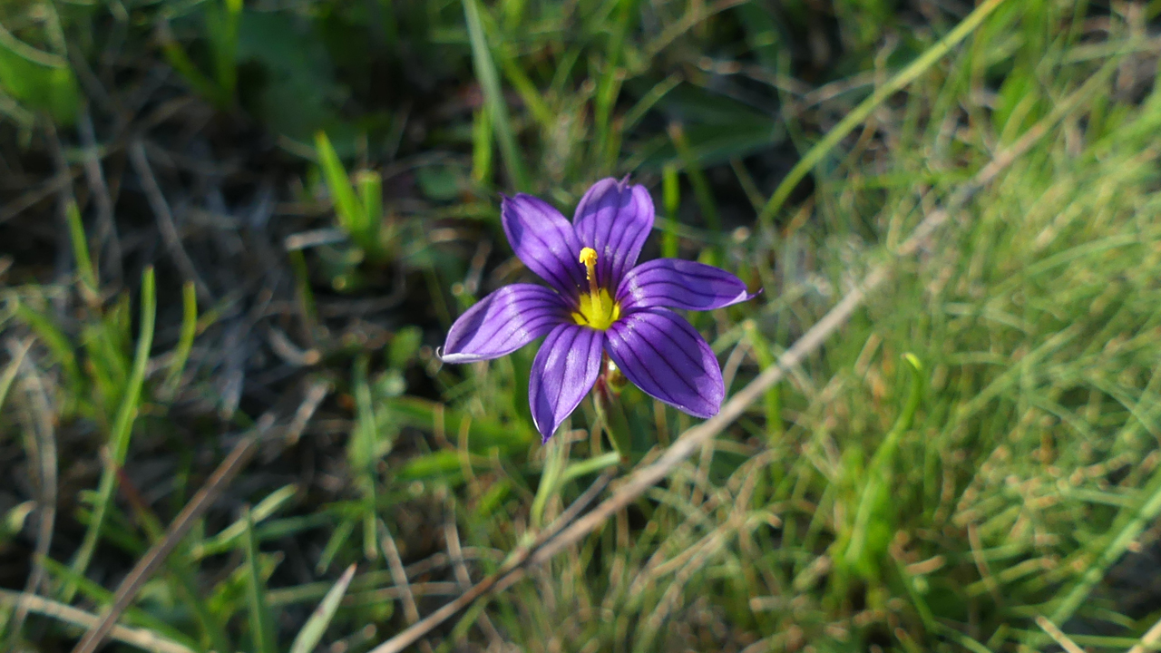 Blue-Eyed Grass