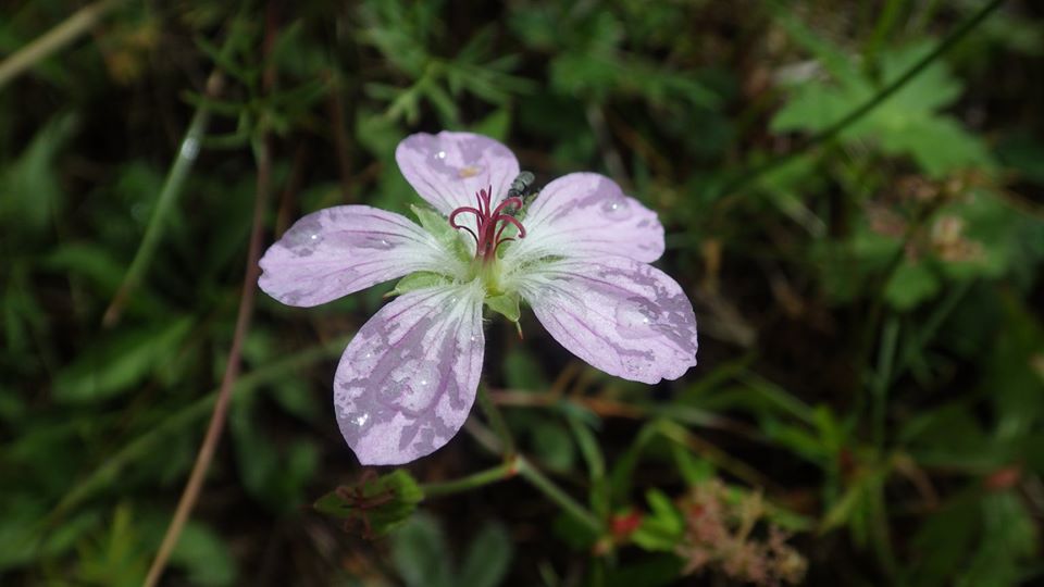 Richardson's Geranium