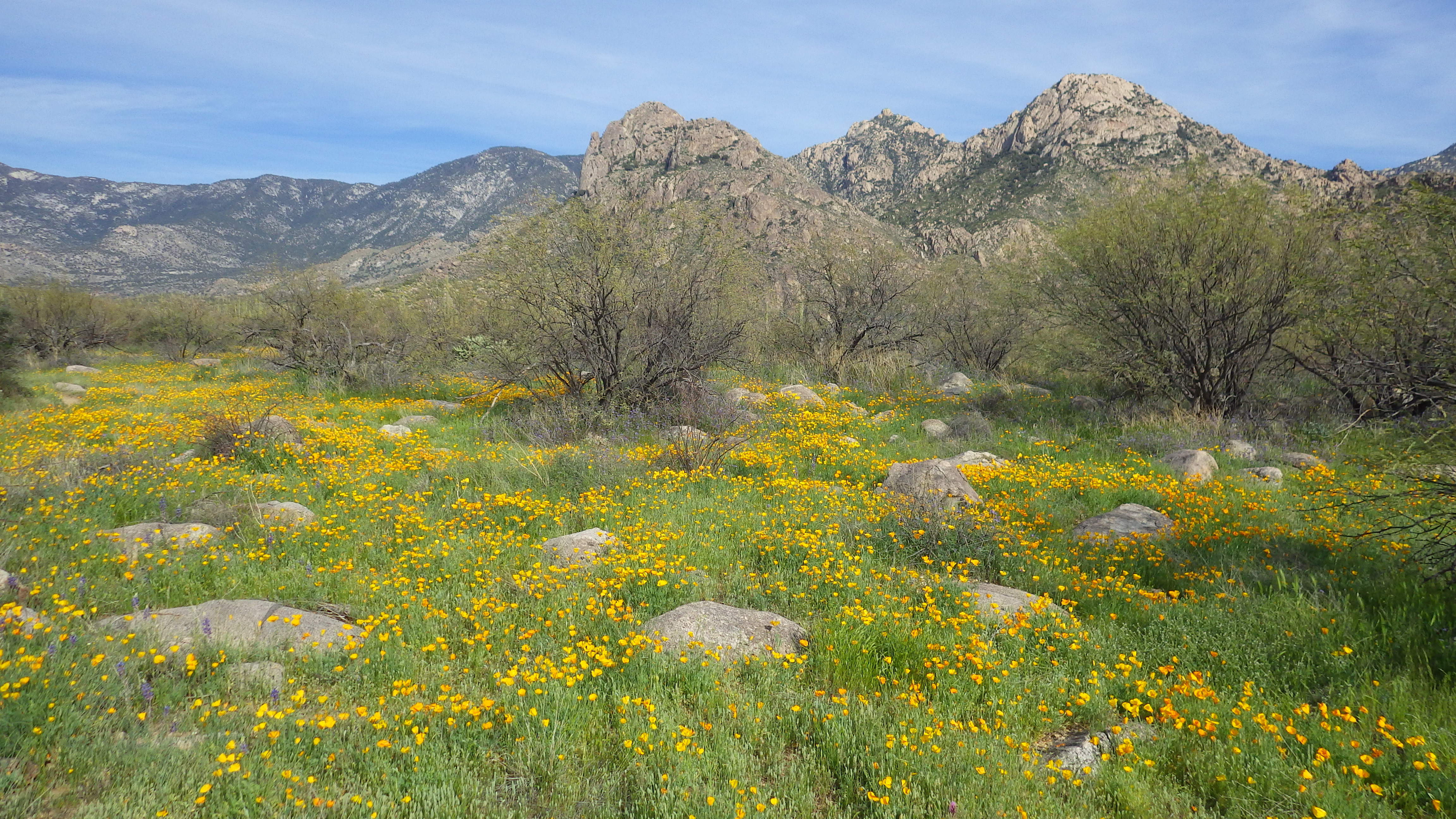 desert wildflowers