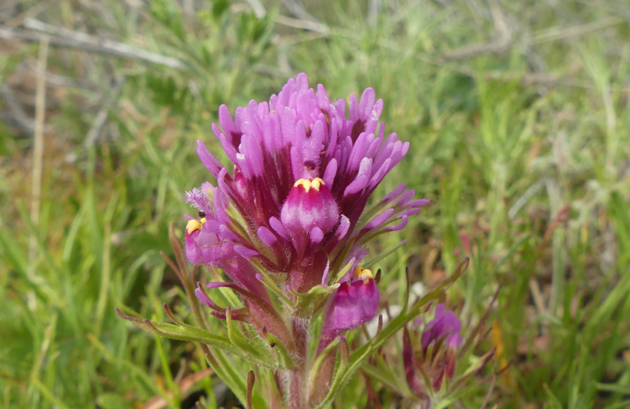 owl clover