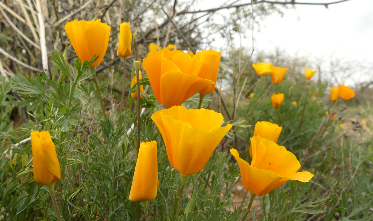 Mexican poppies