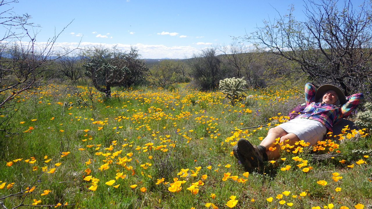 desert wildflowers