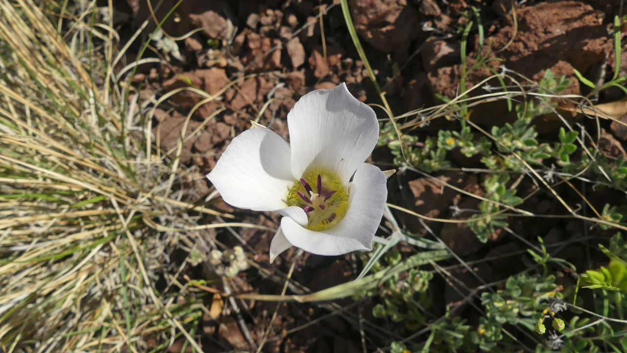 Doubting Mariposa Lily