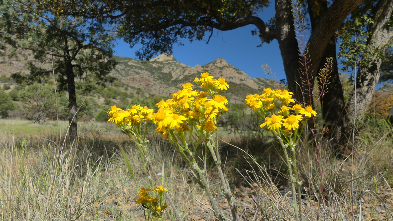 wildflowers in camp