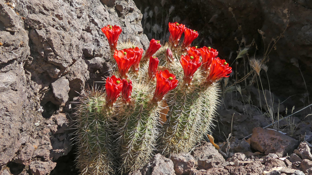 claret cup cactus