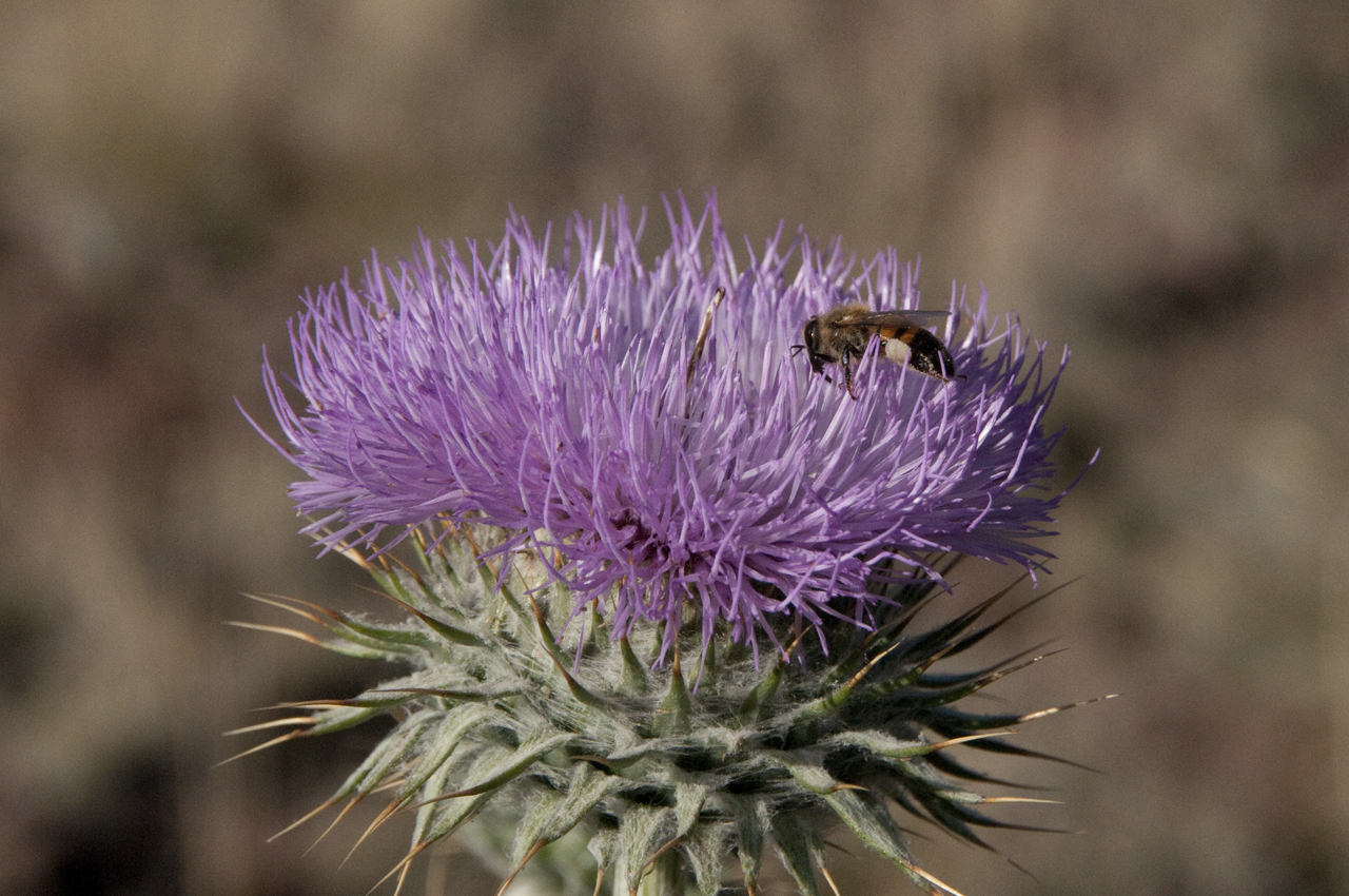 Scottish thistel and bee