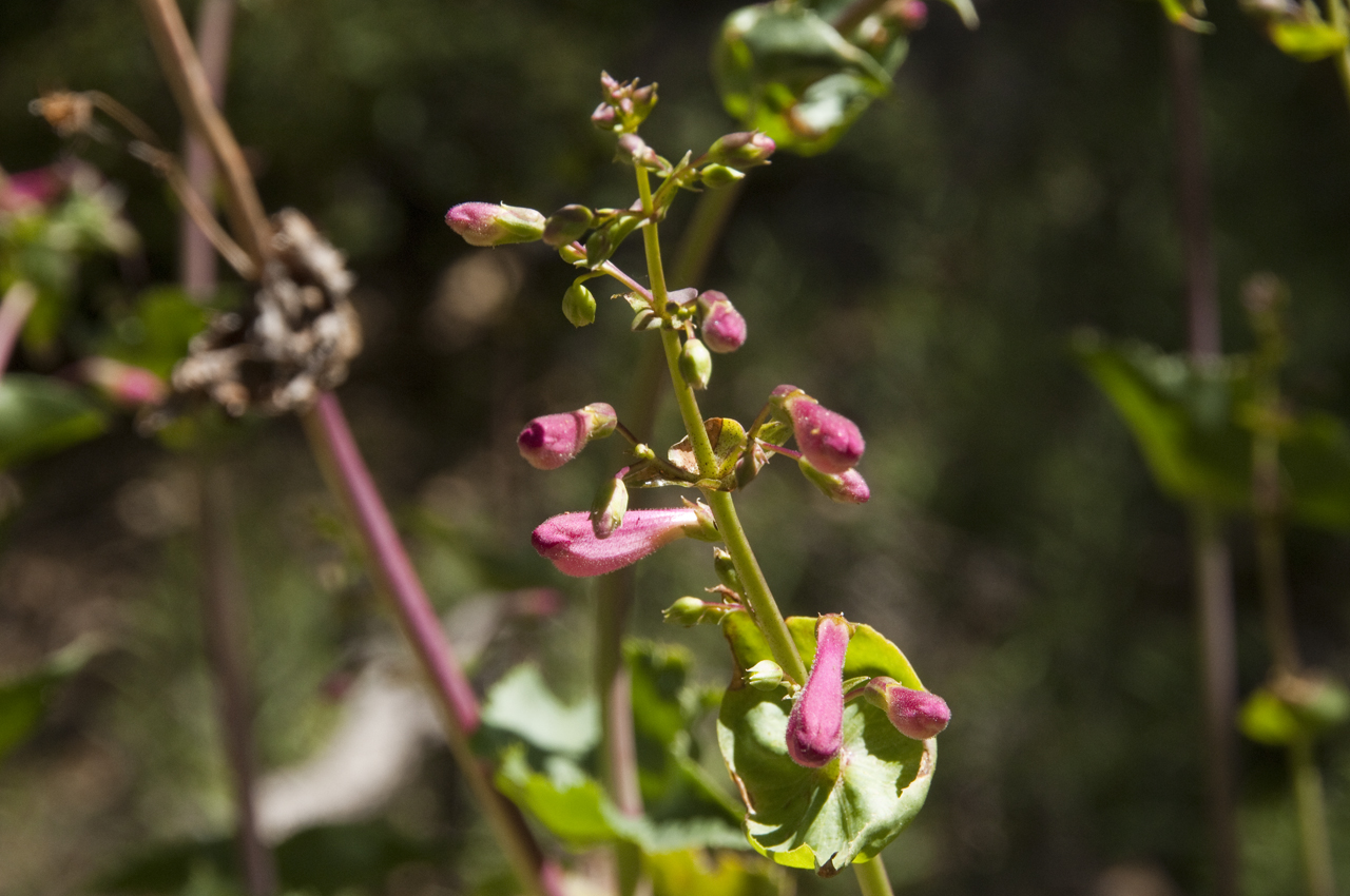 penstemon