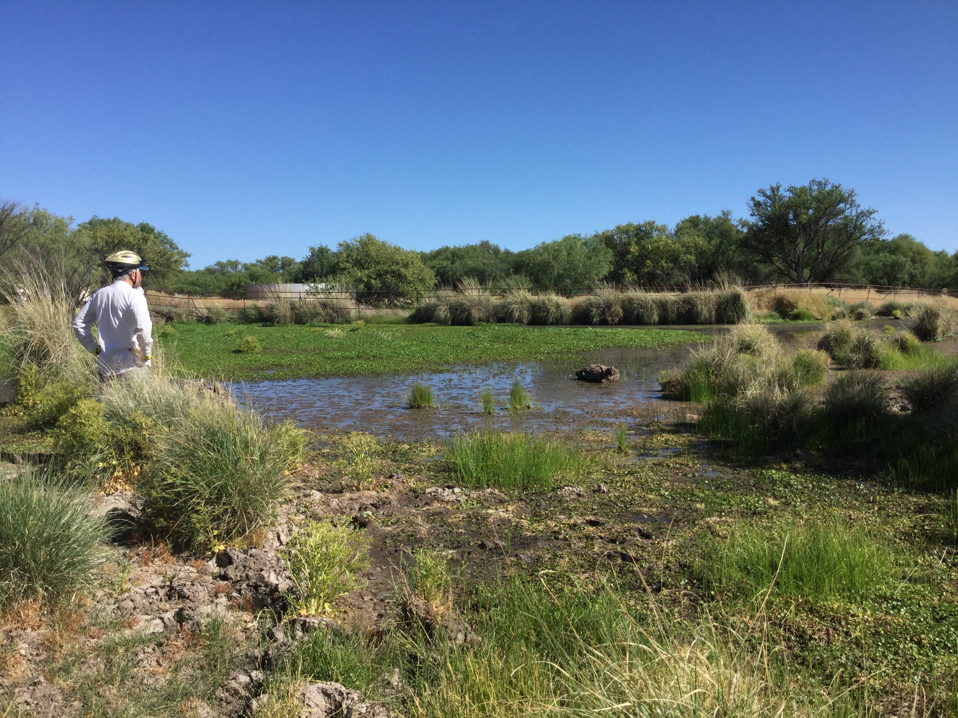 Cottonwood Pond