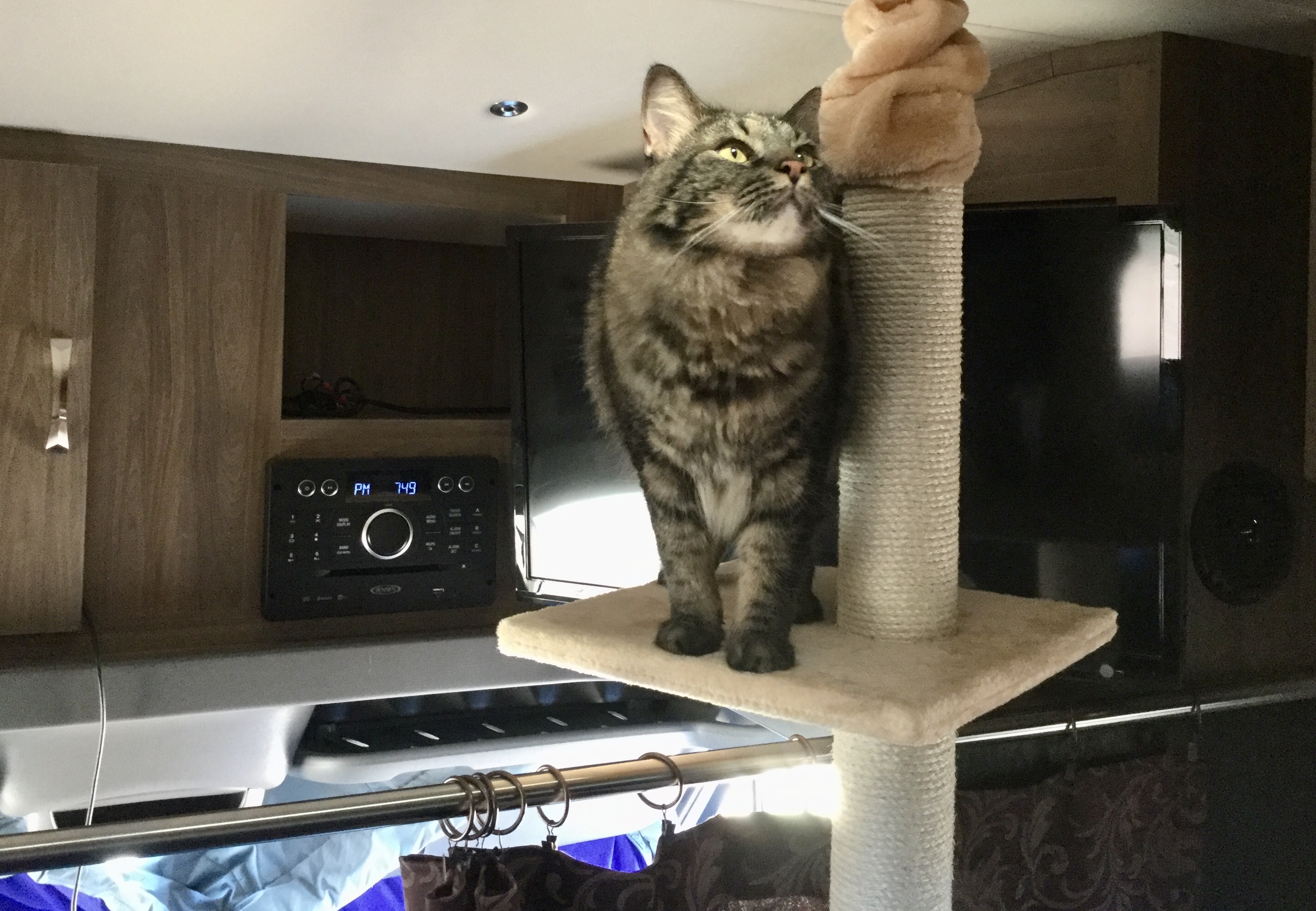 Elio on the cat tree