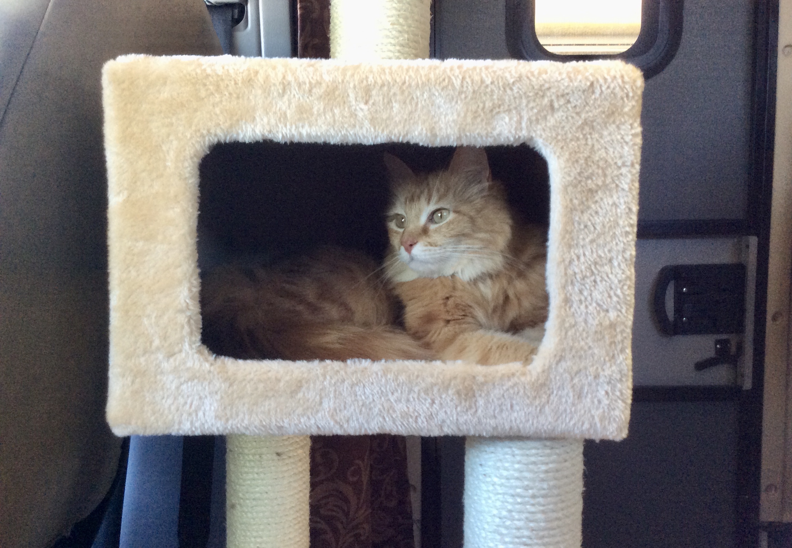 Madeleine in the cat tree