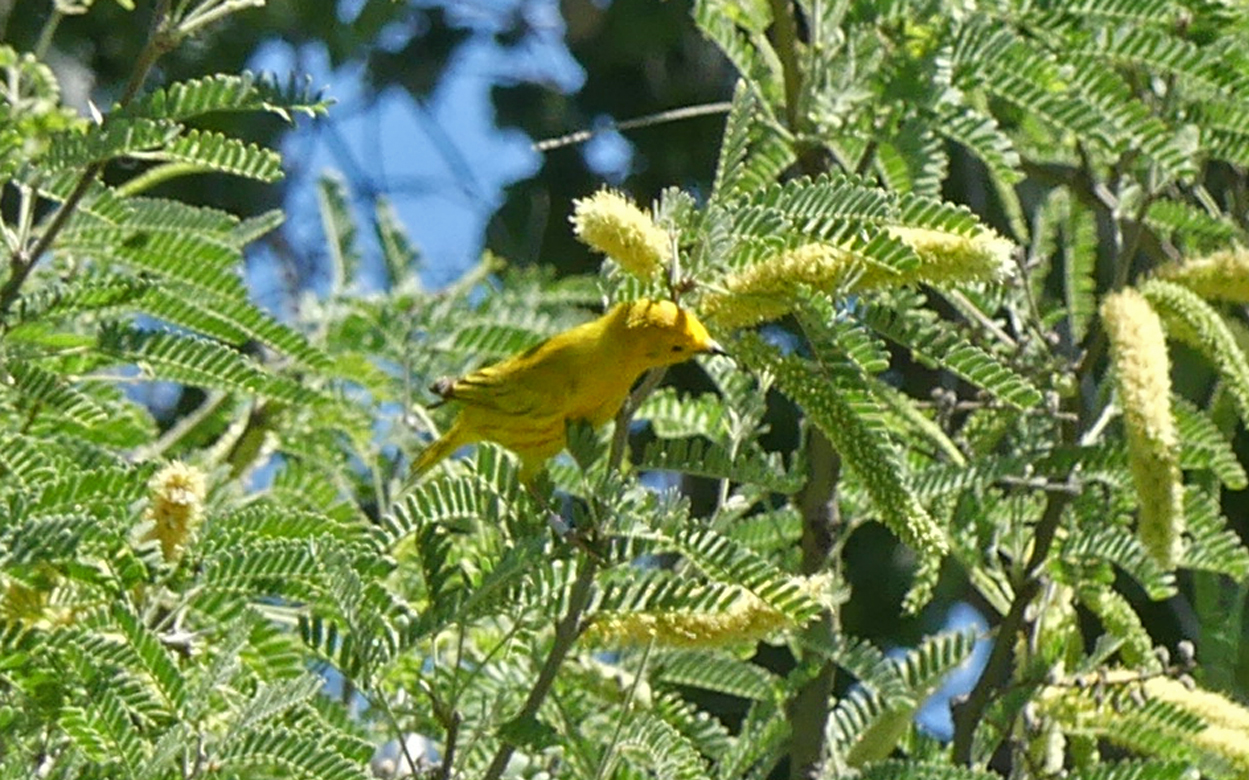 Yellow Warbler