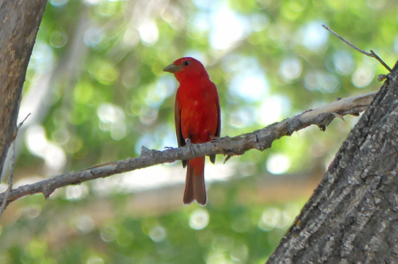 Summer Tanager