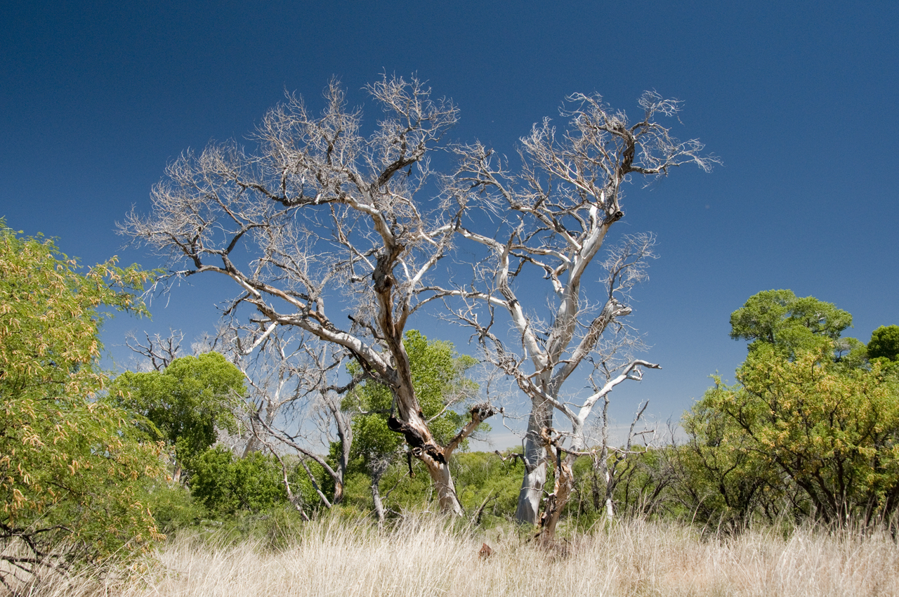 Cottonwoods