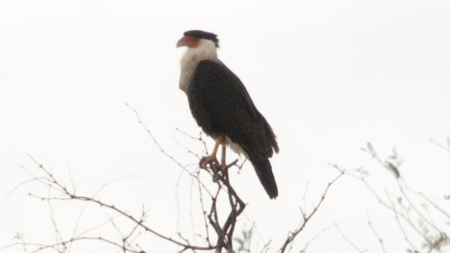 crested caracara