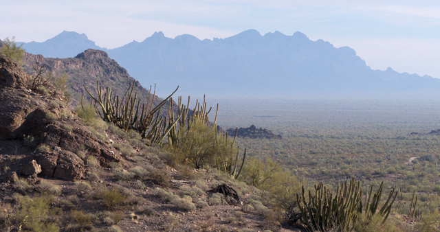 Organ pipe cactus with the Ajo Mountains