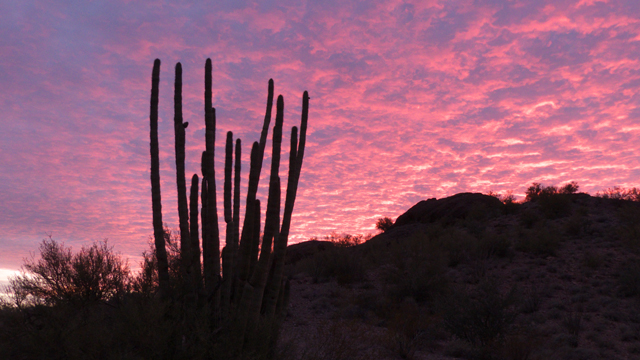 organ pipe cactus at sunset