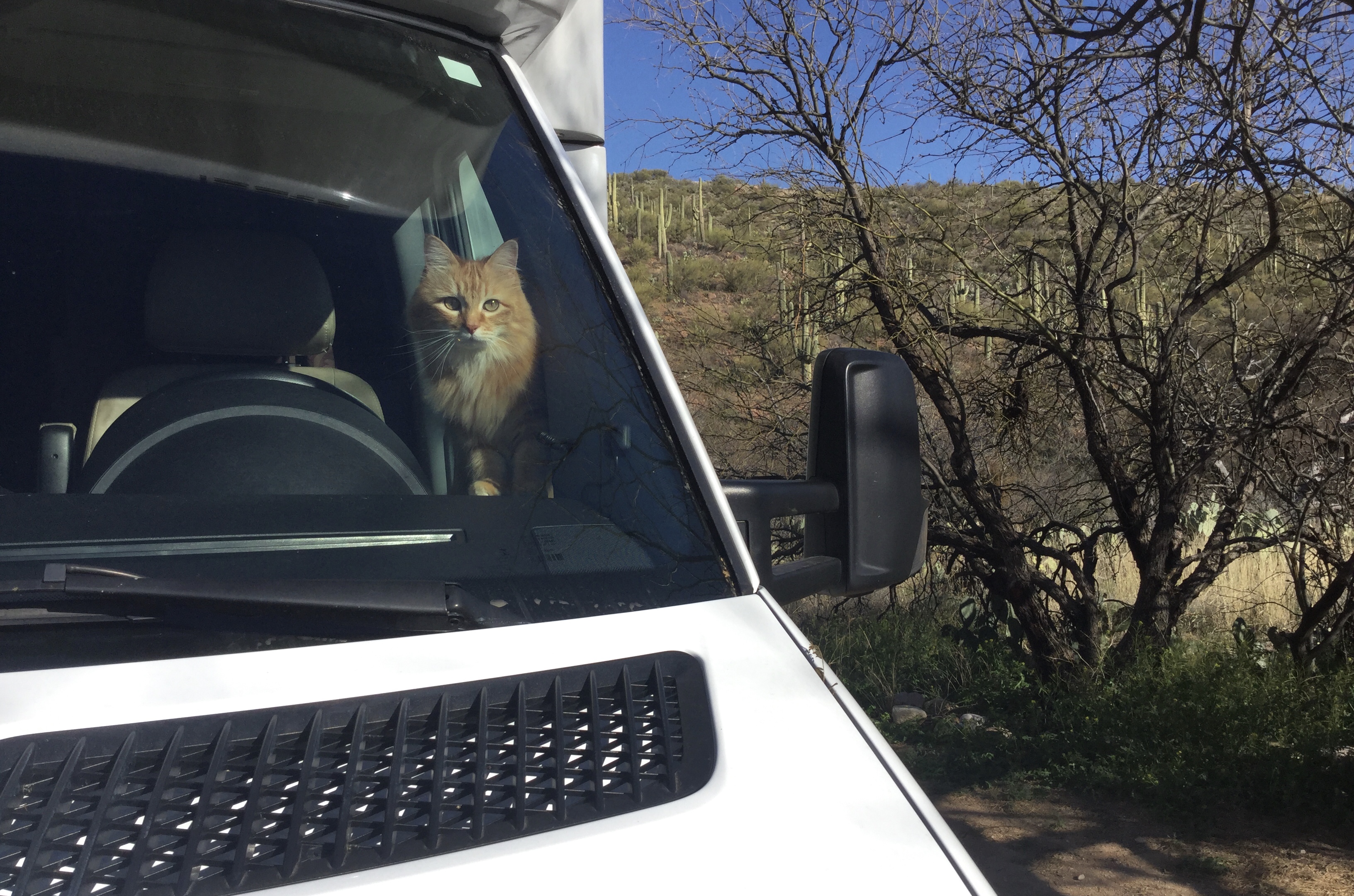 cat in RV