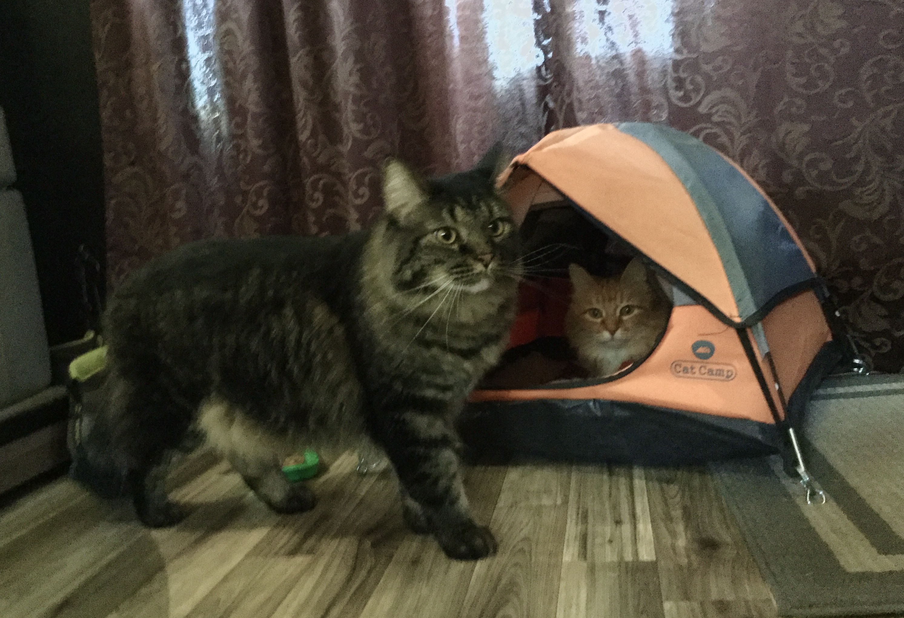 camping cats