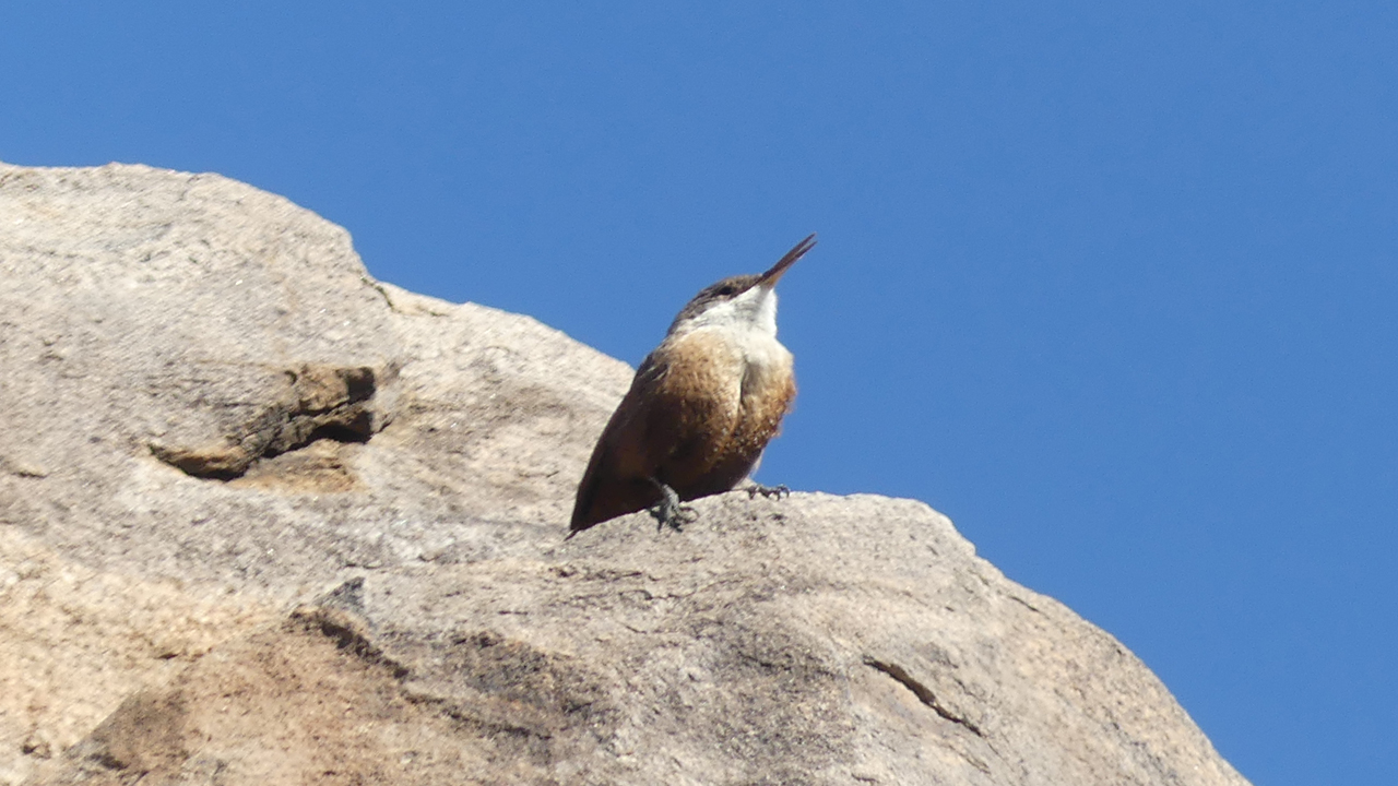 cactus wren
<p class=