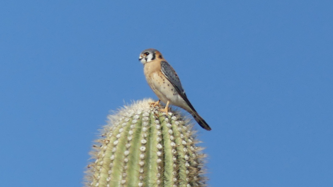 American Kestrel
<p class=