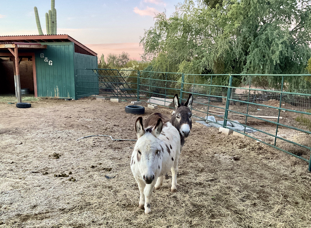 miniature donkeys